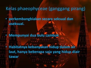 Kelas phaeophyceae (ganggang pirang)
• perkembangbiakan secara seksual dan
aseksual.
• Mempunyai dua bulu cambuk
• Habitatnya kebanyakan hidup dalam air
laut, hanya beberapa saja yang hidup diair
tawar.
 