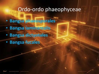 Ordo-ordo phaeophyceae
• Bangsa phaeosporales
• Bangsa laminarealis
• Bangsa dictyotales
• Bangsa fucales
 