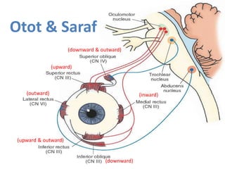 (upward)
(downward & outward)
(inward)(outward)
(upward & outward)
(downward)
Otot & Saraf
 