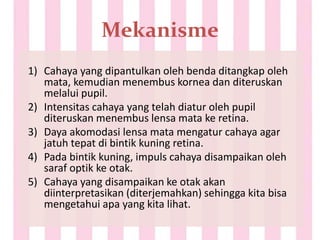 Mekanisme
1) Cahaya yang dipantulkan oleh benda ditangkap oleh
mata, kemudian menembus kornea dan diteruskan
melalui pupil.
2) Intensitas cahaya yang telah diatur oleh pupil
diteruskan menembus lensa mata ke retina.
3) Daya akomodasi lensa mata mengatur cahaya agar
jatuh tepat di bintik kuning retina.
4) Pada bintik kuning, impuls cahaya disampaikan oleh
saraf optik ke otak.
5) Cahaya yang disampaikan ke otak akan
diinterpretasikan (diterjemahkan) sehingga kita bisa
mengetahui apa yang kita lihat.
 