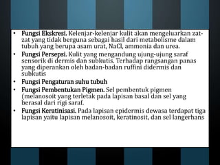 • Fungsi Ekskresi. Kelenjar-kelenjar kulit akan mengeluarkan zat-
zat yang tidak berguna sebagai hasil dari metabolisme dalam
tubuh yang berupa asam urat, NaCl, ammonia dan urea.
• Fungsi Persepsi. Kulit yang mengandung ujung-ujung saraf
sensorik di dermis dan subkutis. Terhadap rangsangan panas
yang diperankan oleh badan-badan ruffini didermis dan
subkutis
• Fungsi Pengaturan suhu tubuh
• Fungsi Pembentukan Pigmen. Sel pembentuk pigmen
(melanosoit yang terletak pada lapisan basal dan sel yang
berasal dari rigi saraf.
• Fungsi Keratinisasi. Pada lapisan epidermis dewasa terdapat tiga
lapisan yaitu lapisan melanosoit, keratinosit, dan sel langerhans
 