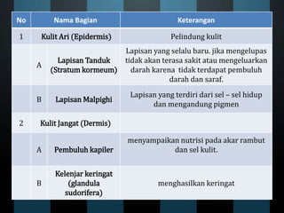 No Nama Bagian Keterangan
1 Kulit Ari (Epidermis) Pelindung kulit
A
Lapisan Tanduk
(Stratum kormeum)
Lapisan yang selalu baru. jika mengelupas
tidak akan terasa sakit atau mengeluarkan
darah karena tidak terdapat pembuluh
darah dan saraf.
B Lapisan Malpighi
Lapisan yang terdiri dari sel – sel hidup
dan mengandung pigmen
2 Kulit Jangat (Dermis)
A Pembuluh kapiler
menyampaikan nutrisi pada akar rambut
dan sel kulit.
B
Kelenjar keringat
(glandula
sudorifera)
menghasilkan keringat
 
