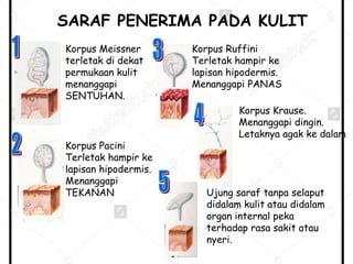 SARAF PENERIMA PADA KULIT
Korpus Meissner
terletak di dekat
permukaan kulit
menanggapi
SENTUHAN.
Korpus Pacini
Terletak hampir ke
lapisan hipodermis.
Menanggapi
TEKANAN
Korpus Ruffini
Terletak hampir ke
lapisan hipodermis.
Menanggapi PANAS
Korpus Krause.
Menanggapi dingin.
Letaknya agak ke dalam
Ujung saraf tanpa selaput
didalam kulit atau didalam
organ internal peka
terhadap rasa sakit atau
nyeri.
 
