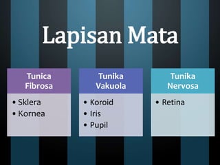 Lapisan Mata
Tunica
Fibrosa
•Sklera
•Kornea
Tunika
Vakuola
• Koroid
• Iris
• Pupil
Tunika
Nervosa
• Retina
 