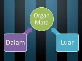 Organ
Mata
Dalam Luar
 