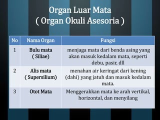 Organ Luar Mata
( Organ Okuli Asesoria )
No Nama Organ Fungsi
1 Bulu mata
( Siliae)
menjaga mata dari benda asing yang
akan masuk kedalam mata, seperti
debu, pasir, dll
2 Alis mata
( Supersilium)
menahan air keringat dari kening
(dahi) yang jatuh dan masuk kedalam
mata.
3 Otot Mata Menggerakkan mata ke arah vertikal,
horizontal, dan menyilang
 