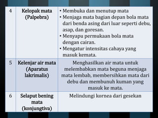 4 Kelopak mata
(Palpebra)
• Membuka dan menutup mata
• Menjaga mata bagian depan bola mata
dari benda asing dari luar seperti debu,
asap, dan goresan.
• Menyapu permukaan bola mata
dengan cairan.
• Mengatur intensitas cahaya yang
masuk kemata.
5 Kelenjar air mata
(Aparatus
lakrimalis)
Menghasilkan air mata untuk
melembabkan mata beguna menjaga
mata lembab, membersihkan mata dari
debu dan membunuh kuman yang
masuk ke mata.
6 Selaput bening
mata
(konjungtiva)
Melindungi kornea dari gesekan
 