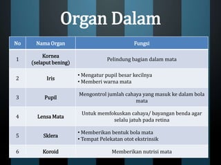Organ Dalam
No Nama Organ Fungsi
1
Kornea
(selaput bening)
Pelindung bagian dalam mata
2 Iris
• Mengatur pupil besar kecilnya
• Memberi warna mata
3 Pupil
Mengontrol jumlah cahaya yang masuk ke dalam bola
mata
4 Lensa Mata
Untuk memfokuskan cahaya/ bayangan benda agar
selalu jatuh pada retina
5 Sklera
• Memberikan bentuk bola mata
• Tempat Pelekatan otot ekstrinsik
6 Koroid Memberikan nutrisi mata
 