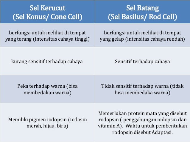Indra Mata Dan Kulit