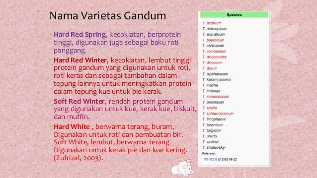 Budidaya Usaha Tanaman Pangan Gandum