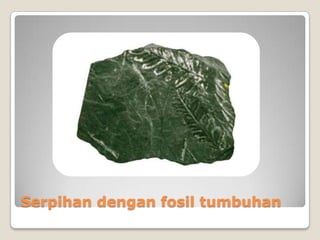 Serpihan dengan fosil tumbuhan

 