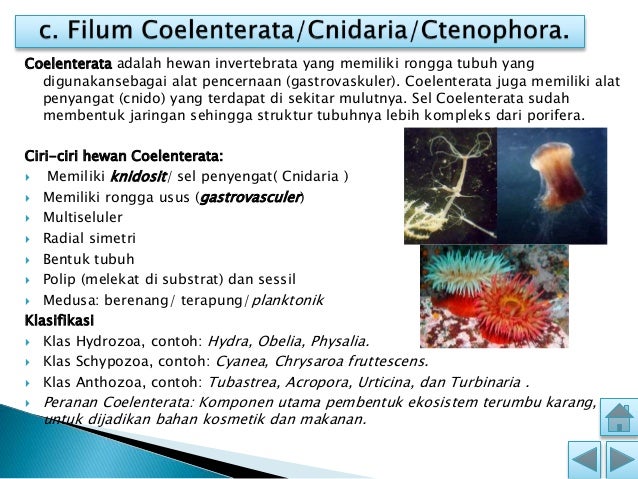 Kelompok 3 hewan