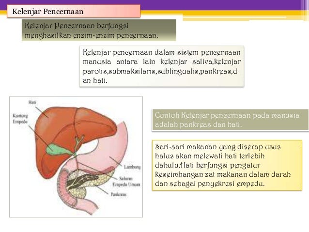 Sistem Pencernaan