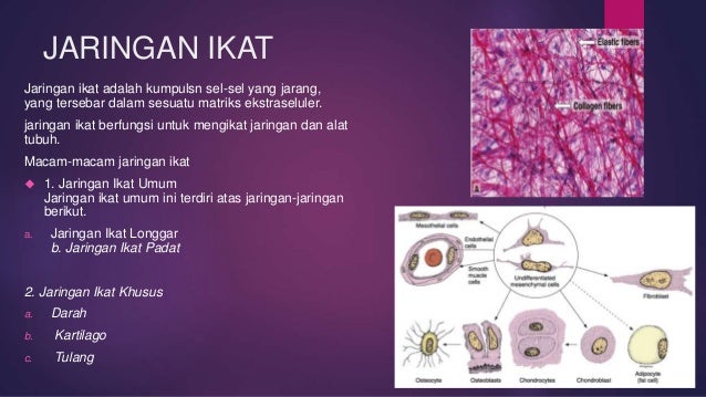 Jaringan Hewan dan Tumbuhan Jaringan Hewan dan Tumbuhan