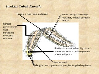 Struktur Tubuh Planaria
Faring : menyedot makanan Mulut : tempat masuknya
makanan, terletak di bagian
ventral
Rongga
gastrovakuler
yang
bercabang :
mencerna
makanan
Ganglia : sekumpulan saraf yang berfungsi sebagai otak
Serabut saraf
Bintik mata : alat indera digunakan
untuk mendeteksi cahaya (planaria
menyukai gelap)
 