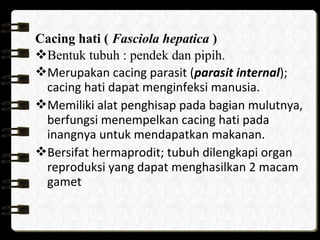 Cacing hati ( Fasciola hepatica )
Bentuk tubuh : pendek dan pipih.
Merupakan cacing parasit (parasit internal);
cacing hati dapat menginfeksi manusia.
Memiliki alat penghisap pada bagian mulutnya,
berfungsi menempelkan cacing hati pada
inangnya untuk mendapatkan makanan.
Bersifat hermaprodit; tubuh dilengkapi organ
reproduksi yang dapat menghasilkan 2 macam
gamet
 