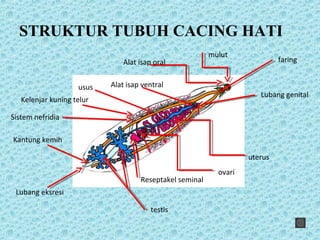 STRUKTUR TUBUH CACING HATI
testis
Reseptakel seminal
ovari
uterus
Lubang genital
mulut
Alat isap oral faring
Alat isap ventralusus
Kelenjar kuning telur
Sistem nefridia
Kantung kemih
Lubang eksresi
 