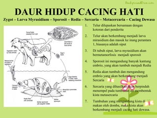 DAUR HIDUP CACING HATI
1. Telur dilepaskan bersamaan dengan
kotoran dari penderita
2. Telur akan berkembang menjadi larva
mirasidium dan masuk ke inang perantara
1, biasanya adalah siput
3. Di tubuh siput, larva myrasidium akan
bermetamorfosis menjadi sporosit
4. Sporosit ini mengandung banyak kantung
embrio, yang akan tumbuh menjadi Redia
5. Redia akan tumbuh dan mengandung
embrio yang akan berkembang menjadi
Sercaria
6. Sercaria yang dihasilkan akan berpindah
menempel pada tumbuhan air membentuk
kista metasercaria
7. Tumbuhan yang mengandung kista di
makan oleh domba, maka kista akan
berkembang menjadi cacing hati dewasa.
Zygot – Larva Myrasidium – Sporosit – Redia – Sercaria – Metacercaria – Cacing Dewasa
 