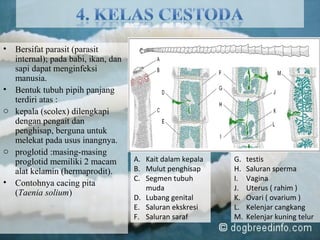 • Bersifat parasit (parasit
internal); pada babi, ikan, dan
sapi dapat menginfeksi
manusia.
• Bentuk tubuh pipih panjang
terdiri atas :
o kepala (scolex) dilengkapi
dengan pengait dan
penghisap, berguna untuk
melekat pada usus inangnya.
o proglotid :masing-masing
proglotid memiliki 2 macam
alat kelamin (hermaprodit).
• Contohnya cacing pita
(Taenia solium)
A. Kait dalam kepala
B. Mulut penghisap
C. Segmen tubuh
muda
D. Lubang genital
E. Saluran ekskresi
F. Saluran saraf
G. testis
H. Saluran sperma
I. Vagina
J. Uterus ( rahim )
K. Ovari ( ovarium )
L. Kelenjar cangkang
M. Kelenjar kuning telur
 