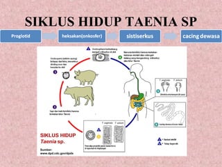 SIKLUS HIDUP TAENIA SP
 