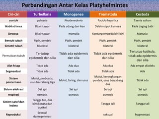 Ciri-ciri Turbellaria Monogenea Trematoda Cestoda
contoh palnaria Neobenedenia Faciola hepatica Taenia solium
Habitat larva Di air tawar Pada udang dan ikan Dalalm siput Lymnea Pada daging babi
Dewasa Di air tawar mamalia Kantung empedu biri-biri Manusia
Bentuk tubuh Pipih, pendek Pipih, pendek Pipih, pendek Pipih, pendek
Simetri tubuh bilateral bilateral bilateral bilateral
Permukaan tubuh
Tertutup
epidermis dan silia
Tidak ada epidermis
dan silia
Tidak ada epidermis
dan silia
Tertutup kutikula,
tidak ada epidermis
dan silia
Alat hisap Tidak ada Ada dua Ada dua Ada empat skloleks
Segmentasi Tidak ada Tidak ada Tidak ada Ada
Sistem
pencernaan
Mulut, proboscis,
usus bercabang tiga
Mulut, faring, dan usus
Mulut, kerongkongan
pendek, usus bercabang
dua
Tidak ada
Sistem ekskresi Sel api Sel api Sel api Sel api
respirasi osmosis osmosis osmosis osmosis
Sistem saraf dan
indera
Tangga tali, dua
bintik mata dan
aurikel
Tangga tali Tangga tali
Reproduksi
Seksual
danregenerasi
seksual fragmentasi
Perbandingan Antar Kelas Platyhelmintes
 