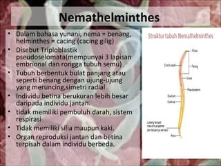 Nemathelminthes
• Dalam bahasa yunani, nema = benang,
helminthes = cacing (cacing gilig)
• Disebut Triploblastik
pseudoselomata(mempunyai 3 lapisan
embrional dan rongga tubuh semu)
• Tubuh berbentuk bulat panjang atau
seperti benang dengan ujung-ujung
yang meruncing,simetri radial
• Individu betina berukuran lebih besar
daripada individu jantan.
• tidak memiliki pembuluh darah, sistem
respirasi
• Tidak memiliki silia maupun kaki.
• Organ reproduksi jantan dan betina
terpisah dalam individu berbeda.
 