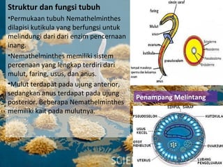 Struktur dan fungsi tubuh
•Permukaan tubuh Nemathelminthes
dilapisi kutikula yang berfungsi untuk
melindungi dari dari enzim pencernaan
inang.
•Nemathelminthes memiliki sistem
percenaan yang lengkap terdiri dari
mulut, faring, usus, dan anus.
•Mulut terdapat pada ujung anterior,
sedangkan anus terdapat pada ujung
posterior. Beberapa Nemathelminthes
memiliki kait pada mulutnya.
Penampang Melintang
 