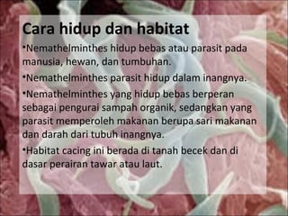 Cara hidup dan habitat
•Nemathelminthes hidup bebas atau parasit pada
manusia, hewan, dan tumbuhan.
•Nemathelminthes parasit hidup dalam inangnya.
•Nemathelminthes yang hidup bebas berperan
sebagai pengurai sampah organik, sedangkan yang
parasit memperoleh makanan berupa sari makanan
dan darah dari tubuh inangnya.
•Habitat cacing ini berada di tanah becek dan di
dasar perairan tawar atau laut.
 