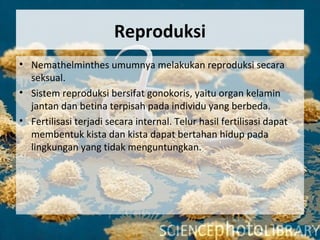 Reproduksi
• Nemathelminthes umumnya melakukan reproduksi secara
seksual.
• Sistem reproduksi bersifat gonokoris, yaitu organ kelamin
jantan dan betina terpisah pada individu yang berbeda.
• Fertilisasi terjadi secara internal. Telur hasil fertilisasi dapat
membentuk kista dan kista dapat bertahan hidup pada
lingkungan yang tidak menguntungkan.
 