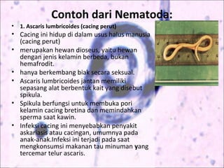 Contoh dari Nematoda:
• 1. Ascaris lumbricoides (cacing perut)
• Cacing ini hidup di dalam usus halus manusia
(cacing perut)
• merupakan hewan dioseus, yaitu hewan
dengan jenis kelamin berbeda, bukan
hemafrodit.
• hanya berkembang biak secara seksual.
• Ascaris lumbricoides jantan memiliki
sepasang alat berbentuk kait yang disebut
spikula.
• Spikula berfungsi untuk membuka pori
kelamin cacing bretina dan memindahkan
sperma saat kawin.
• Infeksi cacing ini menyebabkan penyakit
askariasis atau cacingan, umumnya pada
anak-anak.Infeksi ini terjadi pada saat
mengkonsumsi makanan tau minuman yang
tercemar telur ascaris.
 
