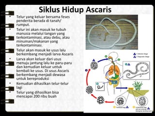 Siklus Hidup Ascaris
• Telur yang keluar bersama feses
penderita berada di tanah/
rumput.
• Telur ini akan masuk ke tubuh
manusia melalui tangan yang
terkontaminasi, atau debu, atau
minuman/makanan yang
terkontaminasi.
• Telur akan masuk ke usus lalu
berkembang menjadi larva Ascaris
• Larva akan keluar dari usus
menuju jantung lalu ke paru-paru
dan kemudian keluar untuk
kembali ke usus. Di usus Ascaris
berkembang menjadi dewasa
untuk bereproduksi
• Kemudian dihasilkan telur-telur
lagi
• Telur yang dihasilkan bisa
mencapai 200 ribu buah
 