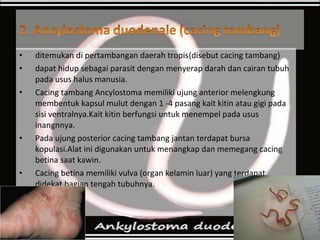 • ditemukan di pertambangan daerah tropis(disebut cacing tambang)
• dapat hidup sebagai parasit dengan menyerap darah dan cairan tubuh
pada usus halus manusia.
• Cacing tambang Ancylostoma memiliki ujung anterior melengkung
membentuk kapsul mulut dengan 1 -4 pasang kait kitin atau gigi pada
sisi ventralnya.Kait kitin berfungsi untuk menempel pada usus
inangnnya.
• Pada ujung posterior cacing tambang jantan terdapat bursa
kopulasi.Alat ini digunakan untuk menangkap dan memegang cacing
betina saat kawin.
• Cacing betina memiliki vulva (organ kelamin luar) yang terdapat
didekat bagian tengah tubuhnya.
 