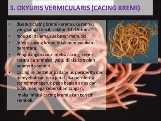 • disebut cacing kremi karena ukurannya
yang sangat kecil. sekitar 10 -15 mm.
• hidup di dalam usus besar manusia.
• Infeksi cacing kremi tidak memerlukan
perantara.
• Pengulangan daur infeksi cacing kremi
secara autoinfeksi, yaitu dilakukan oleh
penderita sendiri.
• Cacing ini bertelur pada anus penderita dan
menyebabkan rasa gatal.Jika penderita
sering menggaruk pada bagian anus dan
tidak menjaga kebersihan tangan,
maka infeksi cacing kremi akan terjadi
kembali.
 