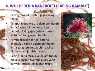 • Cacing rambut disebut juga cacing
filaria.
• Tempat hidupnya di dalam pembuluh
limfa.Cacing ini menyebabkan
penyakit kaki gajah ( elefantiasis ),
yaitu pembengkakan tubuh.
• Pembengkakan terjadi karena
akumulasi cairan dalam pembuluh
limfa yang tersumbat oleh cacing
filaria dalam jumlah banyak.
• Cacing filaria masuk ke dalam tubuh
melalui gigitan nyamuk Culex yang
banyak terdapat di daerah tropis.
 