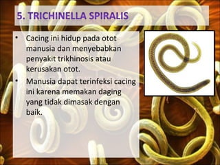 • Cacing ini hidup pada otot
manusia dan menyebabkan
penyakit trikhinosis atau
kerusakan otot.
• Manusia dapat terinfeksi cacing
ini karena memakan daging
yang tidak dimasak dengan
baik.
 