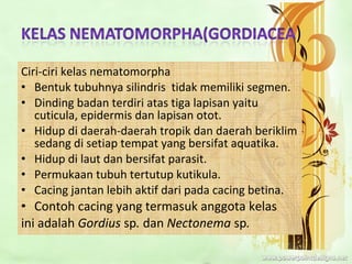 Ciri-ciri kelas nematomorpha
• Bentuk tubuhnya silindris tidak memiliki segmen.
• Dinding badan terdiri atas tiga lapisan yaitu
cuticula, epidermis dan lapisan otot.
• Hidup di daerah-daerah tropik dan daerah beriklim
sedang di setiap tempat yang bersifat aquatika.
• Hidup di laut dan bersifat parasit.
• Permukaan tubuh tertutup kutikula.
• Cacing jantan lebih aktif dari pada cacing betina.
• Contoh cacing yang termasuk anggota kelas
ini adalah Gordius sp. dan Nectonema sp.
 