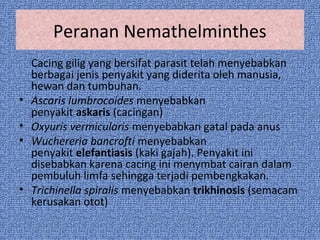 Peranan Nemathelminthes
Cacing gilig yang bersifat parasit telah menyebabkan
berbagai jenis penyakit yang diderita oleh manusia,
hewan dan tumbuhan.
• Ascaris lumbrocoides menyebabkan
penyakit askaris (cacingan)
• Oxyuris vermicularis menyebabkan gatal pada anus
• Wuchereria bancrofti menyebabkan
penyakit elefantiasis (kaki gajah). Penyakit ini
disebabkan karena cacing ini menymbat cairan dalam
pembuluh limfa sehingga terjadi pembengkakan.
• Trichinella spiralis menyebabkan trikhinosis (semacam
kerusakan otot)
 