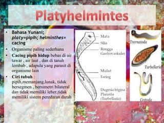 • Bahasa Yunani;
platy=pipih; helminthes=
cacing
• Organisme paling sederhana
• Cacing pipih hidup bebas di air
tawar , air laut , dan di tanah
lembab , adapula yang parasit di
organisme lain
• Ciri tubuh :
pipih,memanjang,lunak, tidak
bersegmen , bersimetri bilateral
dan tidak memiliki leher,tidak
memiliki sistem peredaran darah
 