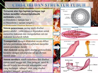 Tersusun atas tiga lapisan jaringan tapi
belum memiliki selom(triploblastik
aselomata ),yaitu
o) Ektoderm ( lapisan luar )
o) Mesoderm ( lapisan tengah )
o) Endoderm ( lapisan dalam )
Sistem pencernaan cacing pipih disebut
gastrovakuler , yaitu ususnya digunakan untuk
mencerna makanan dan mengedarkan zat-zat
makanan keseluruh tubuh
Transportasi oksigen dilakukan secara difusi
melalui permukaan tubuhnya(belum memiliki
sistem peredaran darah)
Alat ekskresi cacing pipih disebut protonefridia
berakhir dengan sekumpulan sel api.(belum
memili anus
Sistem sarafnya masih sederhana dan disebut
sistem saraf tangga tali. Dua jaringan saraf di
daerah kepala membentuk sekumpulan saraf
yang berfungsi sebagai otak yang disebut
ganglia ( tunggal : ganglion ).
 