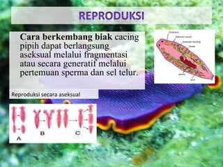 Cara berkembang biak cacing
pipih dapat berlangsung
aseksual melalui fragmentasi
atau secara generatif melalui
pertemuan sperma dan sel telur.
Reproduksi secara aseksual
 