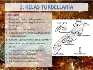 CIRI UMUM
a. Merupakan cacing pipih yang dapat
bergerak dengan menggetarkan bulu
gatarnya.
b. Kepala berbentuk segitiga
c. Sebagian besar Turbellaria adalah cacing
yang hidup bebas
d. Panjang tubuh bervariasi dari 5-50mm.
e. Hidup di air laut,air tawar dan tanah
basah.
f. Jarang yang hidup sebagai parasit
g. Bersifat fototropik negatif
h. Reproduksi secara seksual,
(mutual),aseksual,atau keduanya
 
