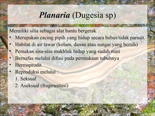 Planaria (Dugesia sp)
Memiliki silia sebagai alat bantu bergerak
• Merupakan cacing pipih yang hidup secara bebas/tidak parasit.
• Habitat di air tawar (kolam, danau atau sungai yang bersih)
• Pemakan sisa-sisa makhluk hidup yang sudah mati
• Bernafas melalui difusi pada permukaan tubuhnya
• Hermaprodit
• Reproduksi melalui :
1. Seksual
2. Aseksual (fragmentasi)
 