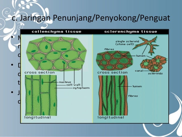 Contoh Gambar Silindris - Contoh Miri Contoh Gambar Silindris - Contoh Miri