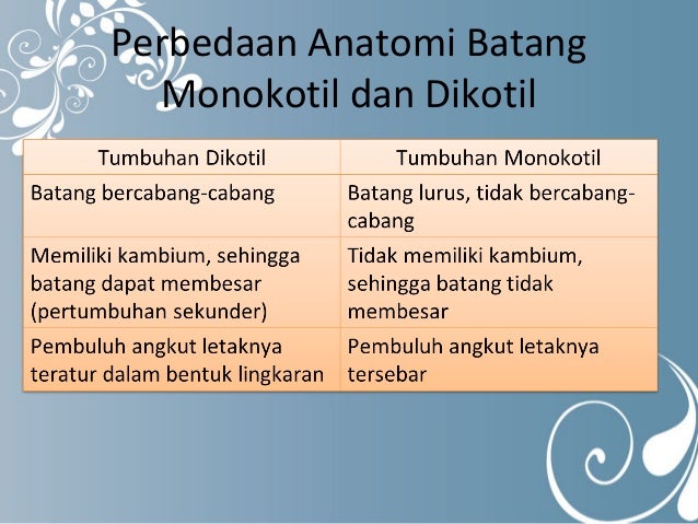 Perbedaan struktur batang monokotil dan dikotil