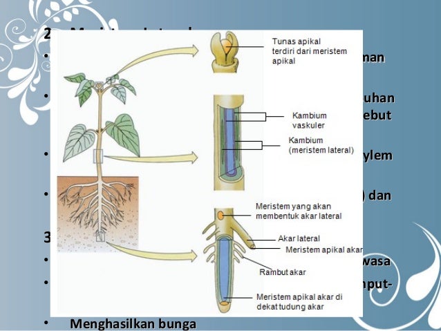 Jaringan Tumbuhan Kelompok 4