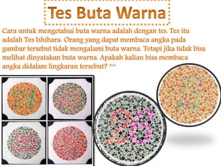 Cara untuk mengetahui buta warna adalah dengan tes. Tes itu 
adalah Tes Ishihara. Orang yang dapat membaca angka pada 
gambar tersebut tidak mengalami buta warna. Tetapi jika tidak bisa 
melihat dinyatakan buta warna. Apakah kalian bisa membaca 
angka didalam lingkaran tersebut? ^^ 
 