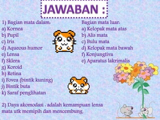 1) Bagian mata dalam: Bagian mata luar: 
a) Kornea a) Kelopak mata atas 
b) Pupil b) Alis mata 
c) Iris c) Bulu mata 
d) Aqueous humor d) Kelopak mata bawah 
e) Lensa f) Konjungtiva 
f) Sklera e) Aparatus lakrimalis 
g) Koroid 
h) Retina 
i) Fovea (bintik kuning) 
j) Bintik buta 
k) Saraf penglihatan 
2) Daya akomodasi : adalah kemampuan lensa 
mata utk memipih dan mencembung. 
 