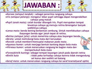 Kornea (selaput tanduk) : sebagai penerima rangsang cahaya 
Iris (selaput pelangi): mengatur lebar pupil sehingga dapat mengendalikan 
cahaya yang masuk 
Pupil (anak mata): celah bundar ditengah iris. Pupil merupakan tempat 
lewatnya cahaya yg menuju retina &mengatur banyak 
sedikitnya cahaya 
Lensa mata: benda bening berbentuk cembung. Untuk memfokuskan cahaya 
/bayangan benda agar jatuh tepat di retina. 
Retina (selaput jala): untuk menerima cahaya atau bayangan benda. 
Skrela: untuk melindungi bola mata dari kerusakan 
Koroid: untuk memberi/mensuplai makanan pada mata. 
Aqueous humor: untuk menjaga bentuk kantong depan bola mata 
Vitreous humor: untuk meneruskan rangsang ke bagian mata dan 
memperkukuh bola mata 
Fovea(bintik kuning): sebagai tempat bayangan jatuh pada daerah retina 
Bintik buta : tidak peka terhadap cahaya karena tidak mengandung 
sel konus dan sedikit sel batang 
Saraf mata: untuk meneruskan rangsang cahaya ke saraf kranial(saraf optik) 
 