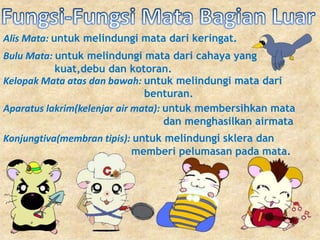Alis Mata: untuk melindungi mata dari keringat. 
Bulu Mata: untuk melindungi mata dari cahaya yang 
kuat,debu dan kotoran. 
Kelopak Mata atas dan bawah: untuk melindungi mata dari 
benturan. 
Aparatus lakrim(kelenjar air mata): untuk membersihkan mata 
dan menghasilkan airmata 
Konjungtiva(membran tipis): untuk melindungi sklera dan 
memberi pelumasan pada mata. 
 