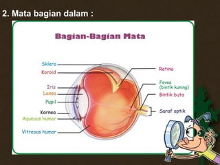 2. Mata bagian dalam : 
 